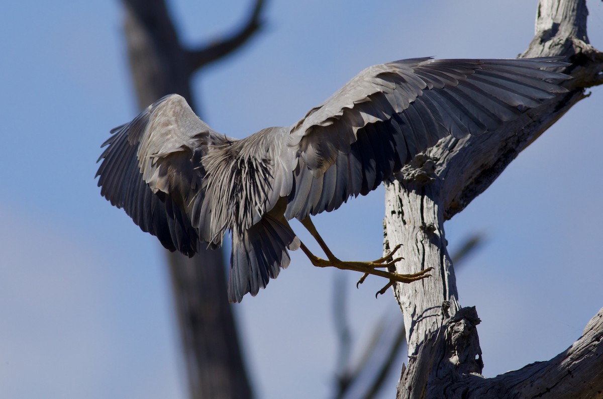 White-faced Heron - ML620493639