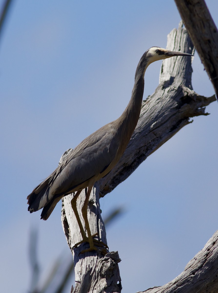 White-faced Heron - ML620493640