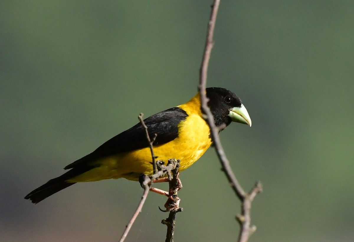 Black-and-yellow Grosbeak - ML620493642