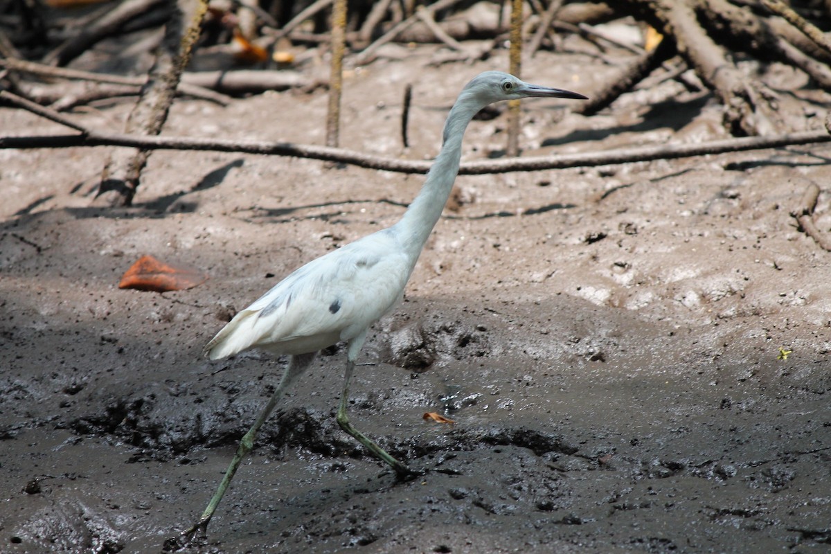 Little Blue Heron - ML620493644