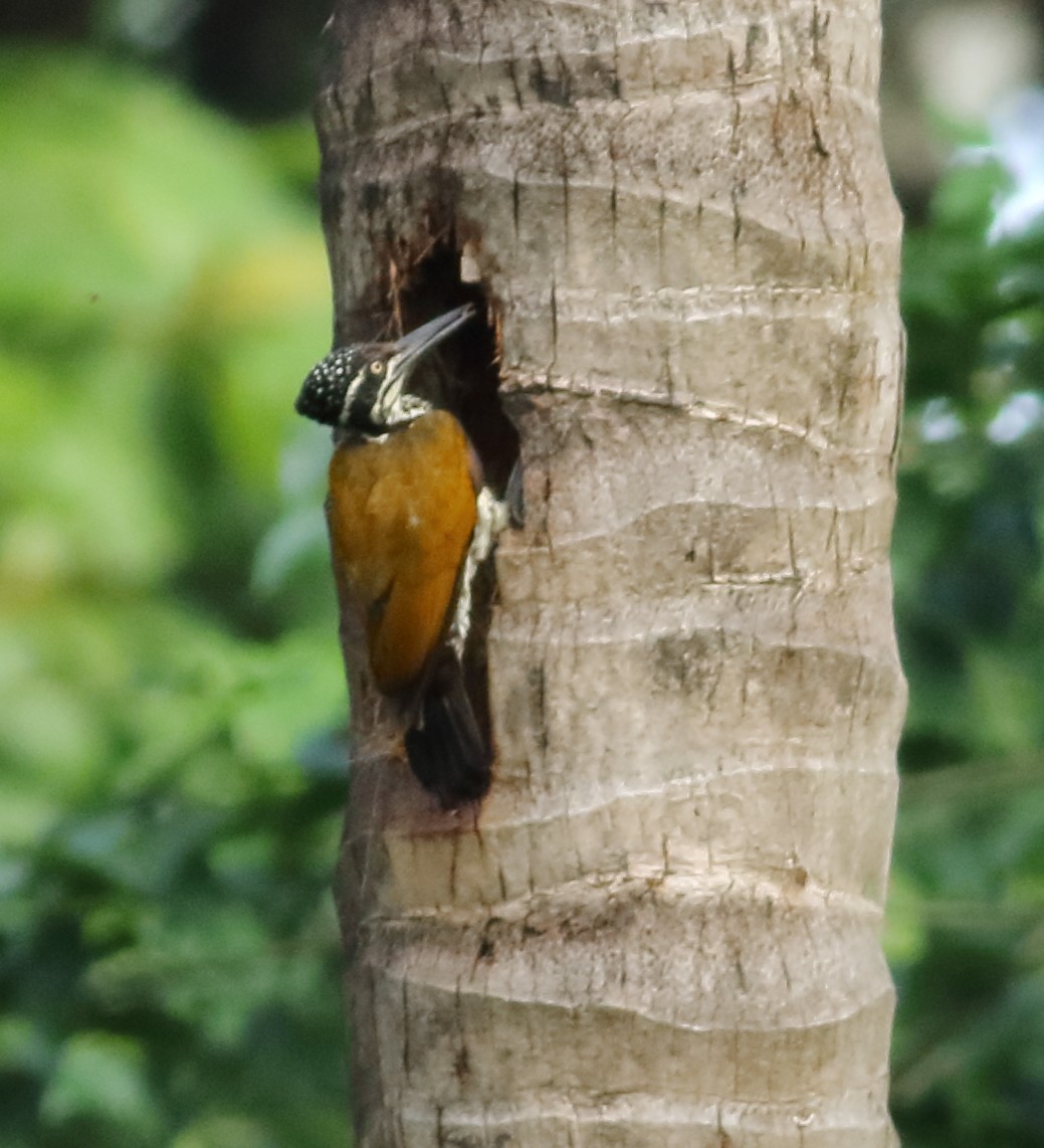 Malabar Flameback - ML620493651