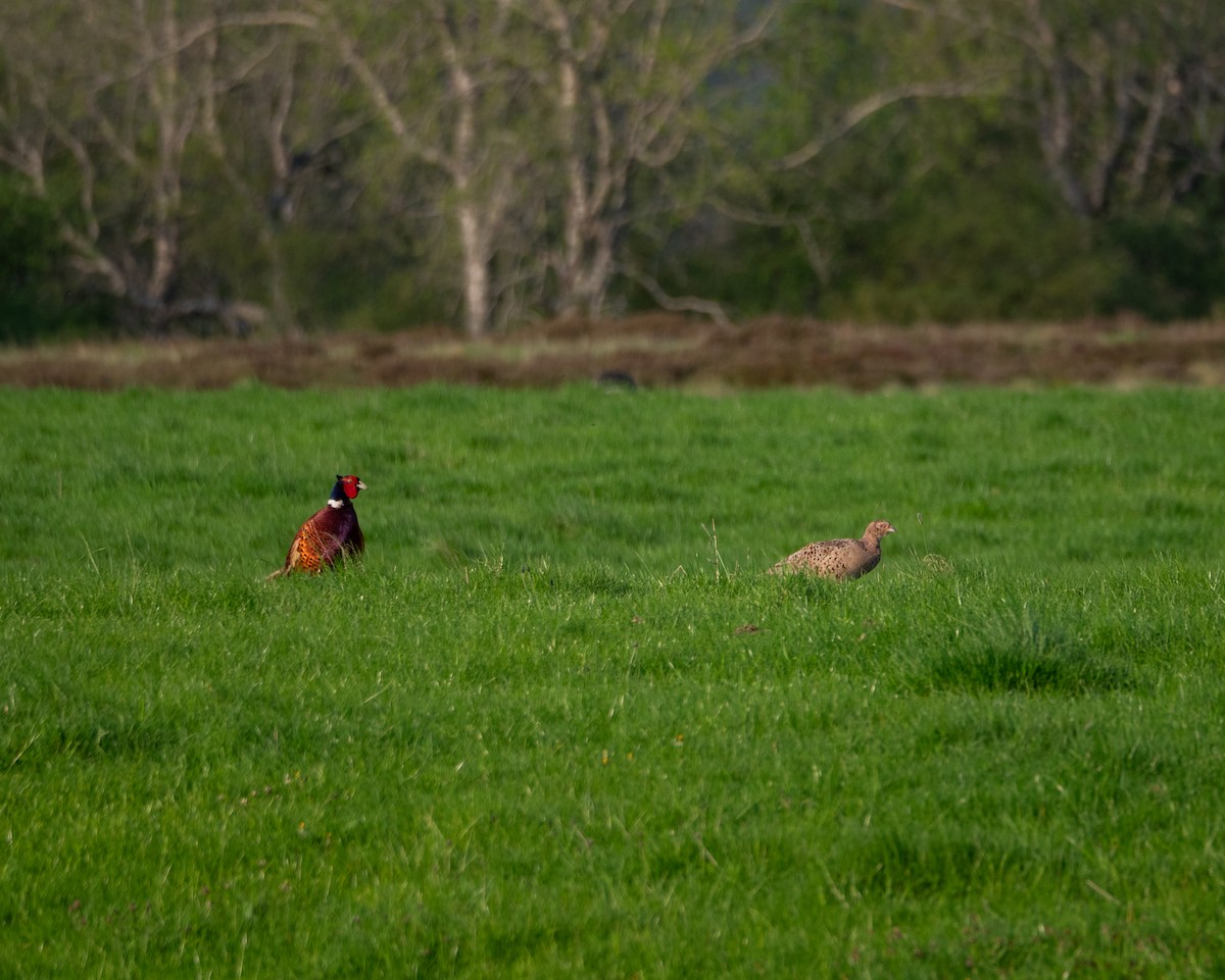 Ring-necked Pheasant - ML620493652