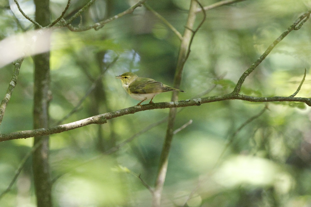 Wood Warbler - Schahzad Saqib