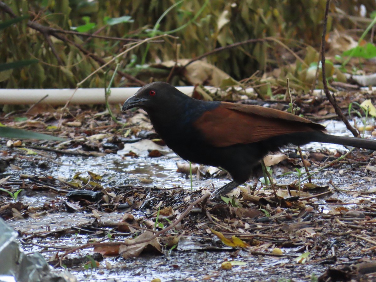 Greater Coucal - ML620493658