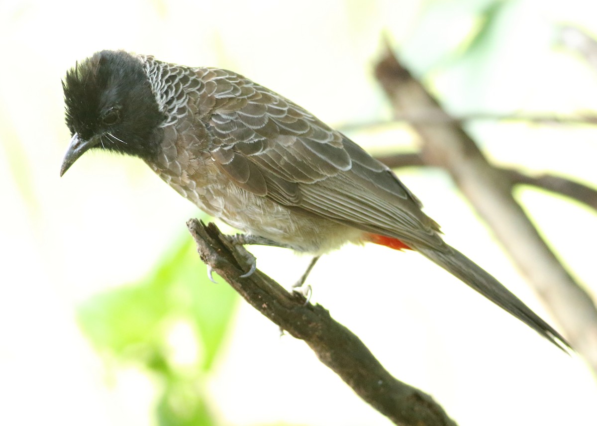 Red-vented Bulbul - ML620493661