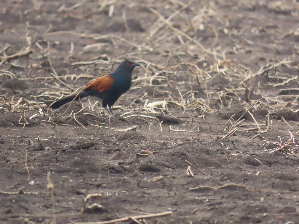 Greater Coucal - ML620493663