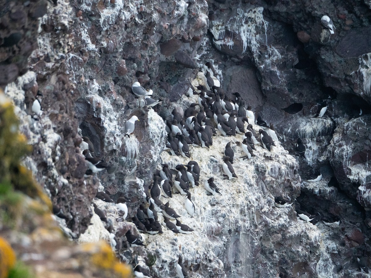 Common Murre - ML620493666