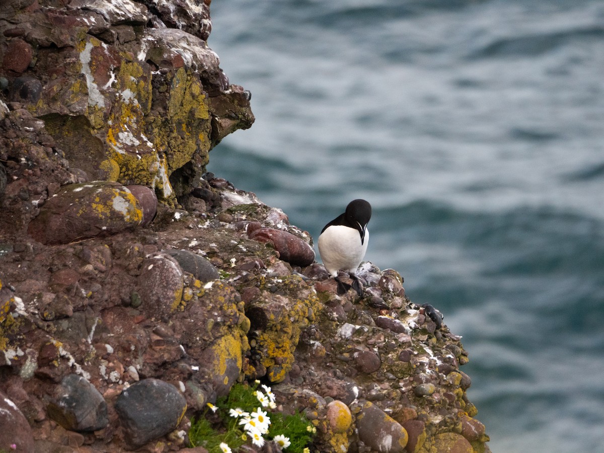 Razorbill - ML620493671