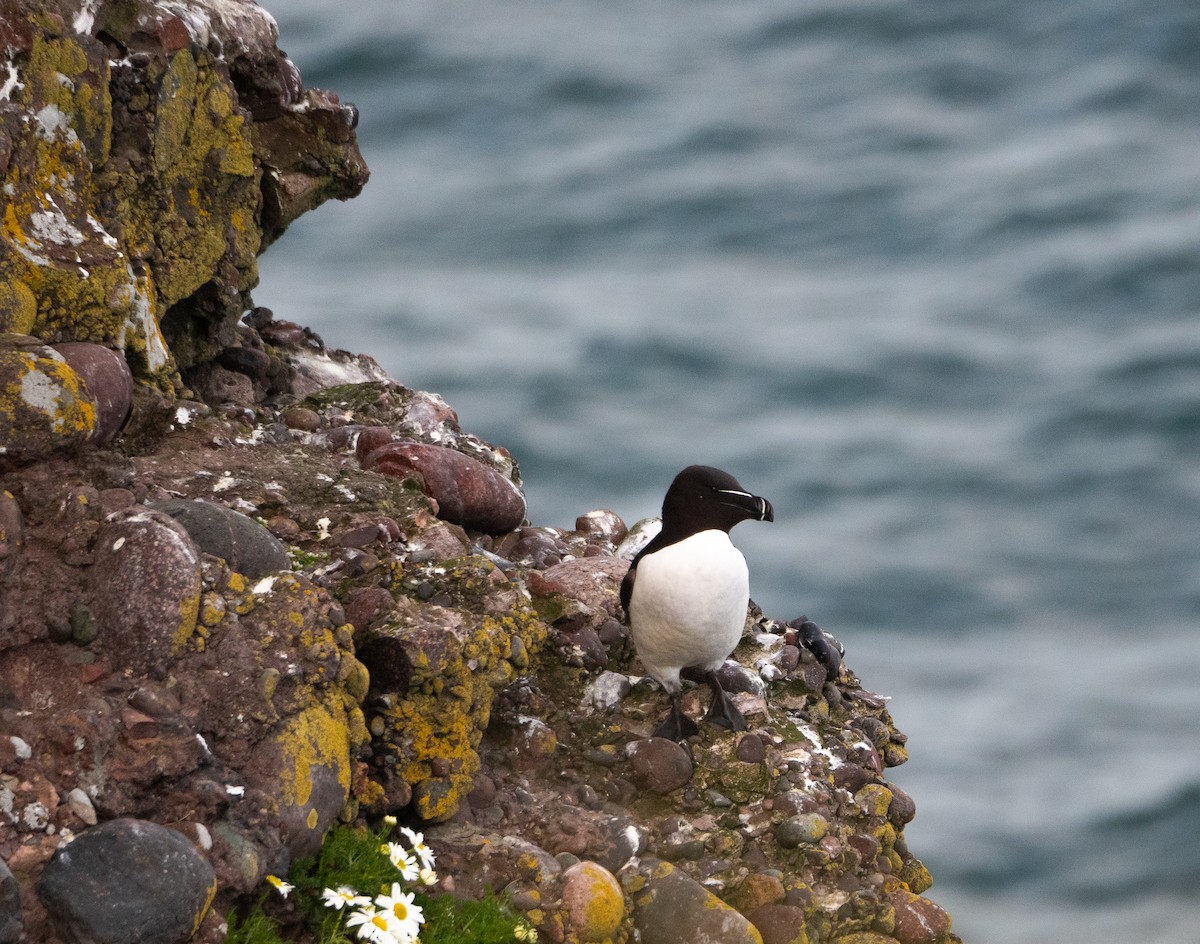 Razorbill - ML620493672