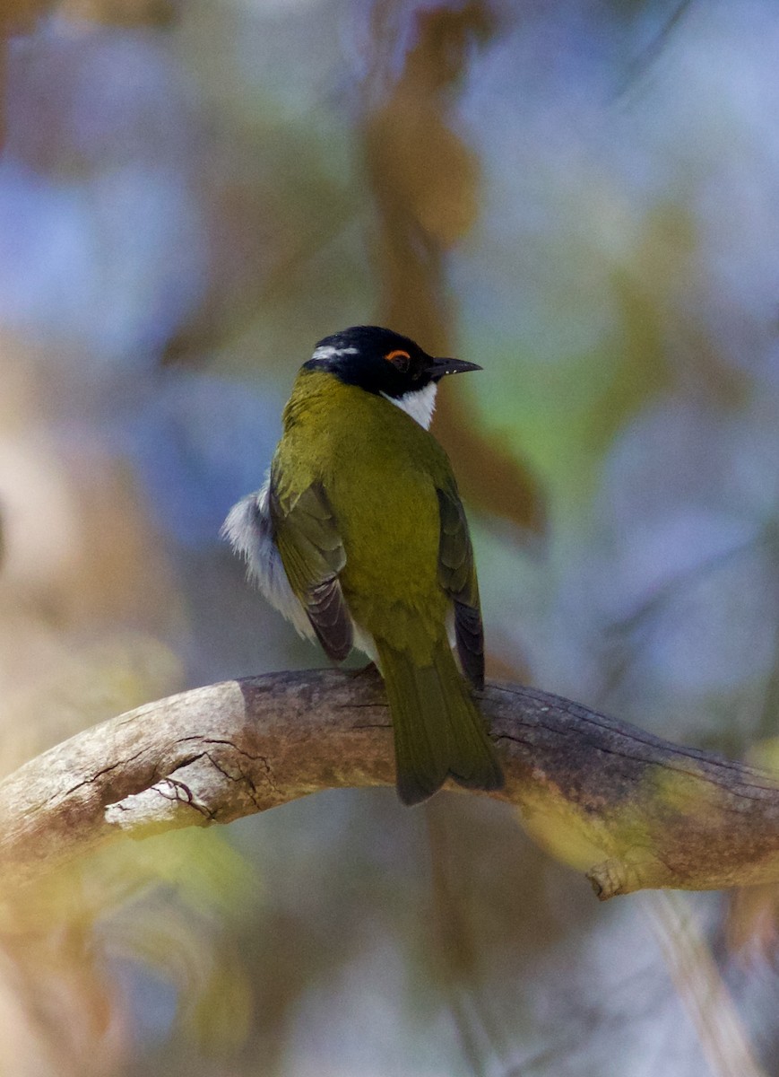 White-naped Honeyeater - ML620493674