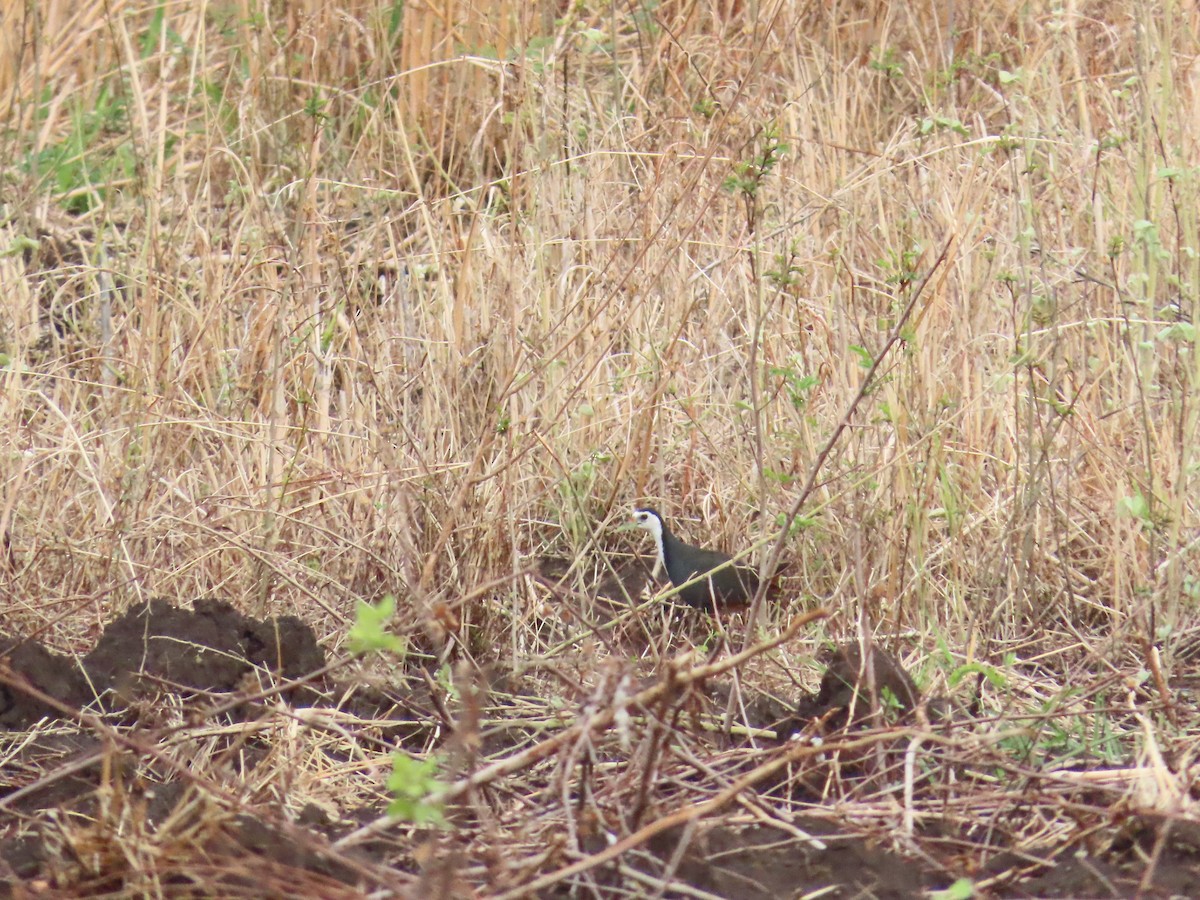 White-breasted Waterhen - Shilpa Gadgil