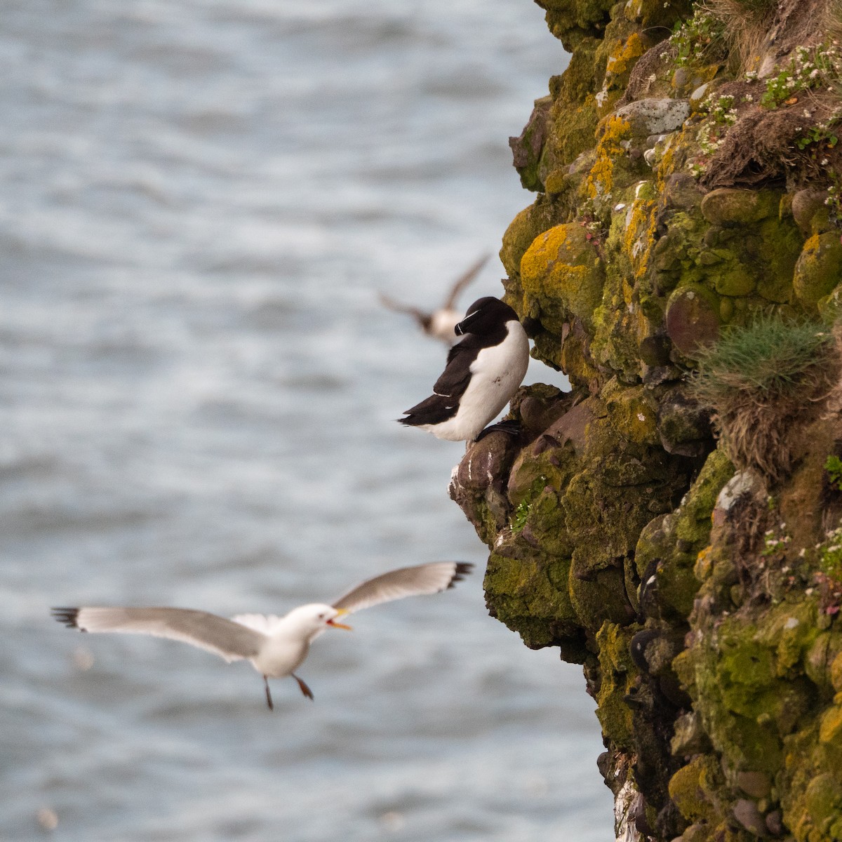 Razorbill - ML620493677