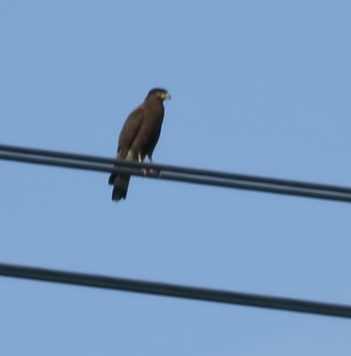 Crested Serpent-Eagle - ML620493678