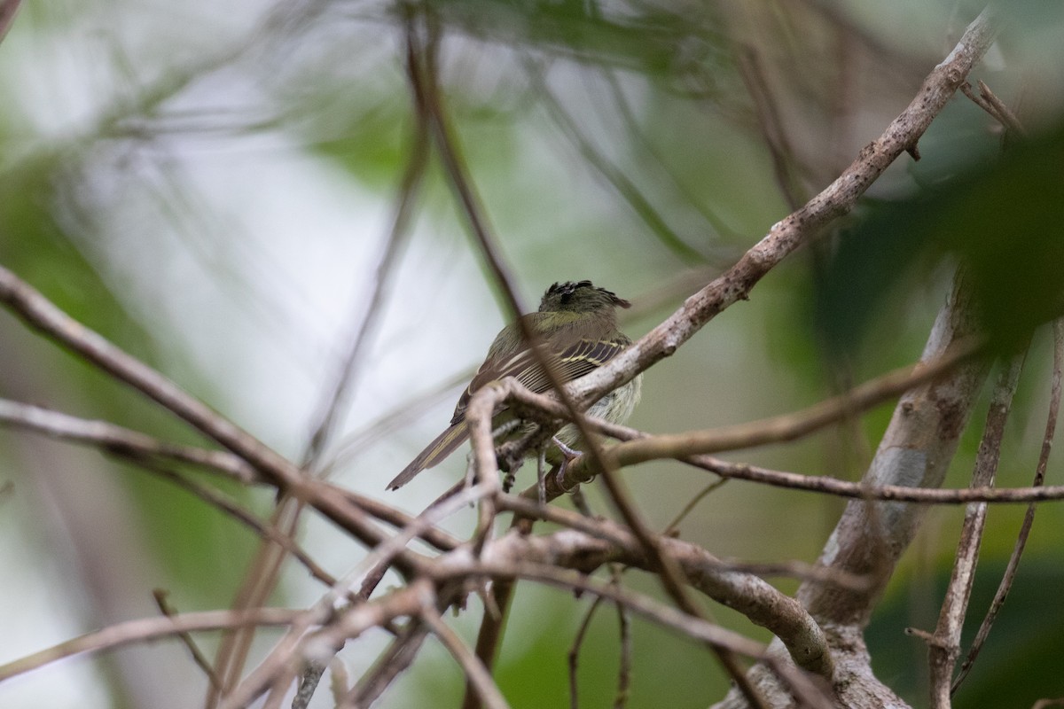 Double-banded Pygmy-Tyrant - ML620493680