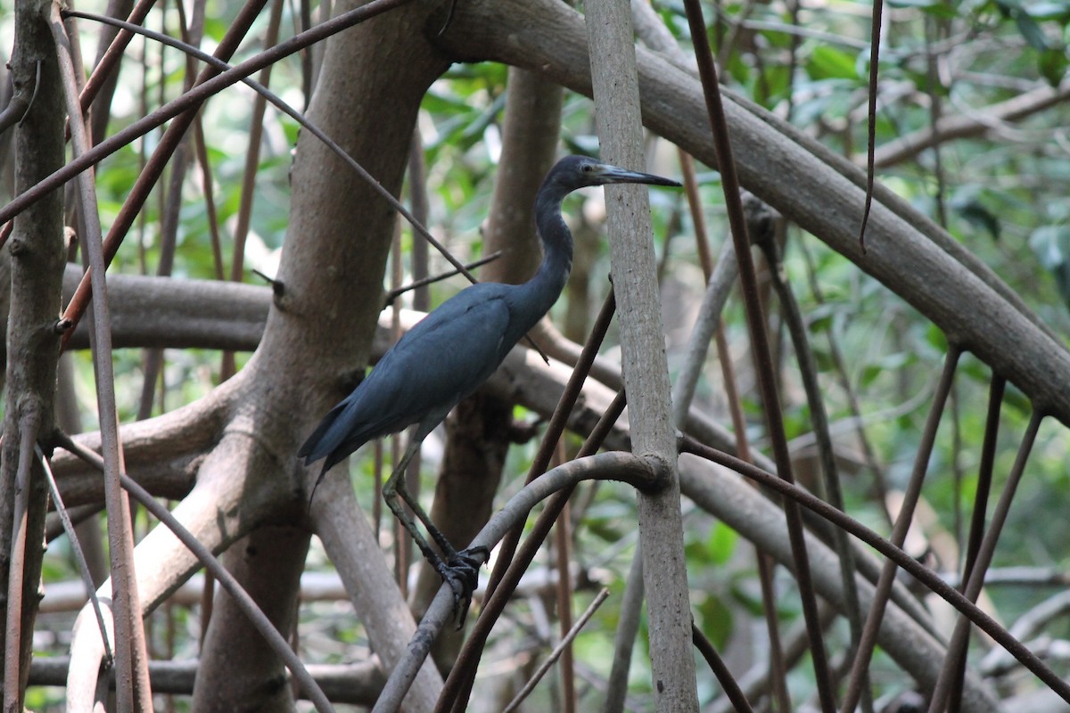 Little Blue Heron - ML620493695