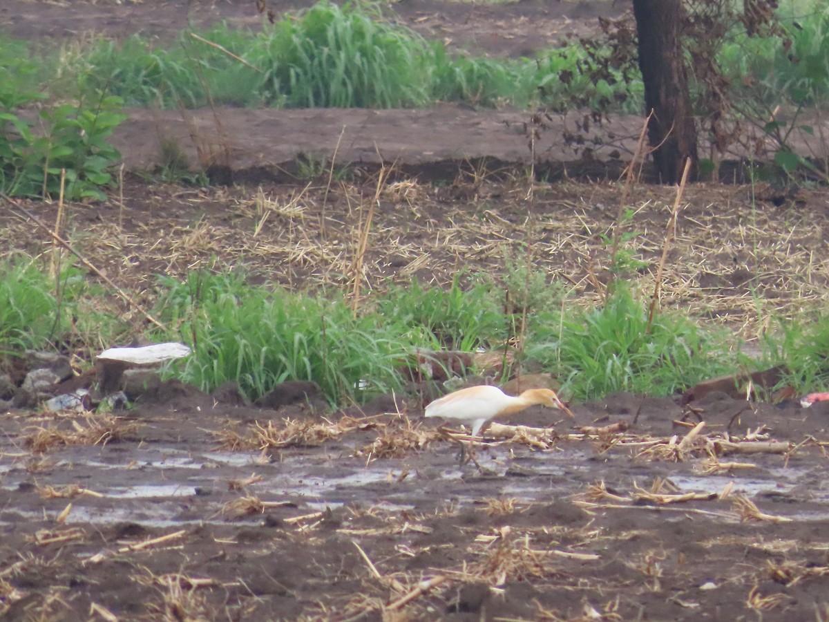 Eastern Cattle Egret - ML620493708