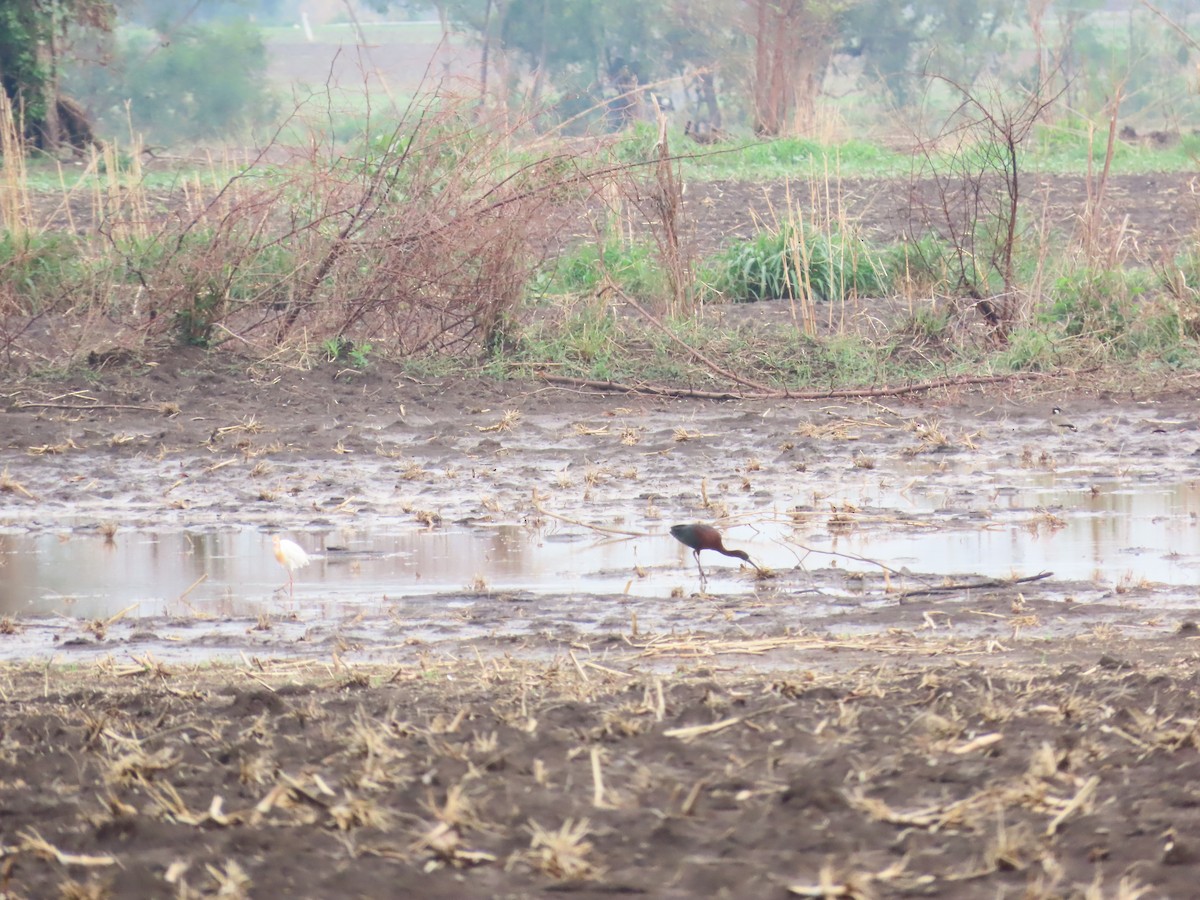 Glossy Ibis - ML620493713