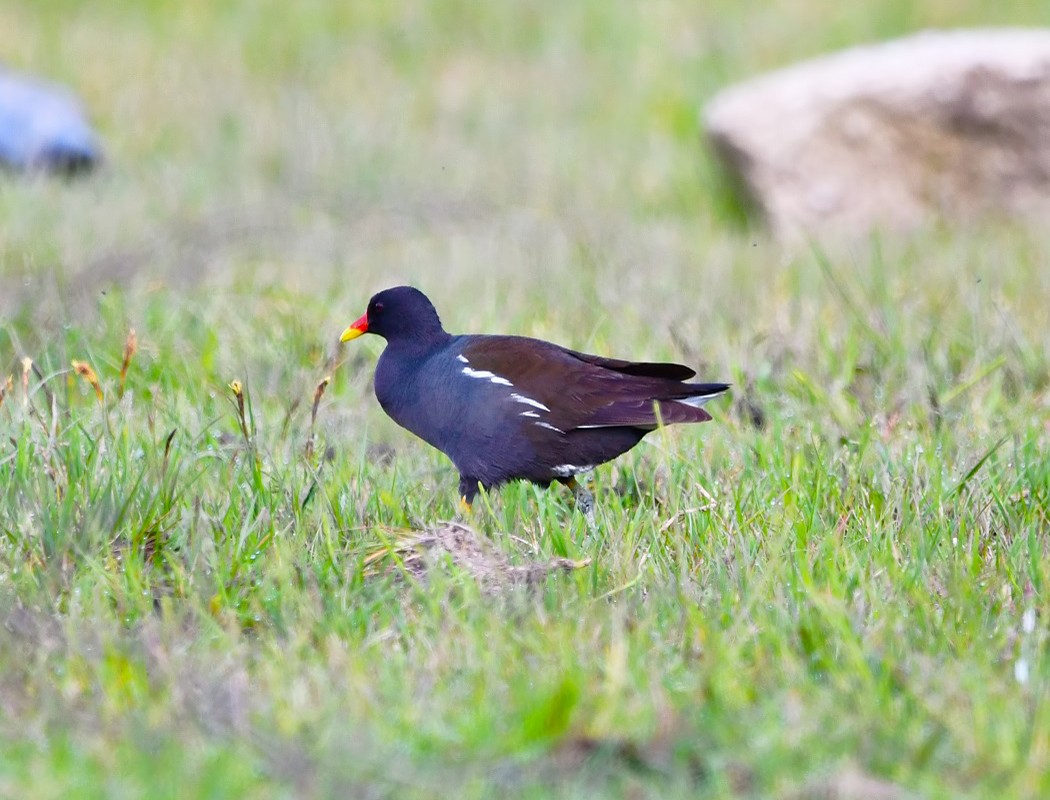 Gallinule poule-d'eau - ML620493716