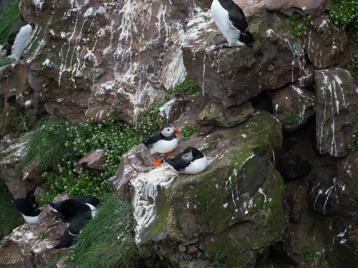 Atlantic Puffin - ML620493729