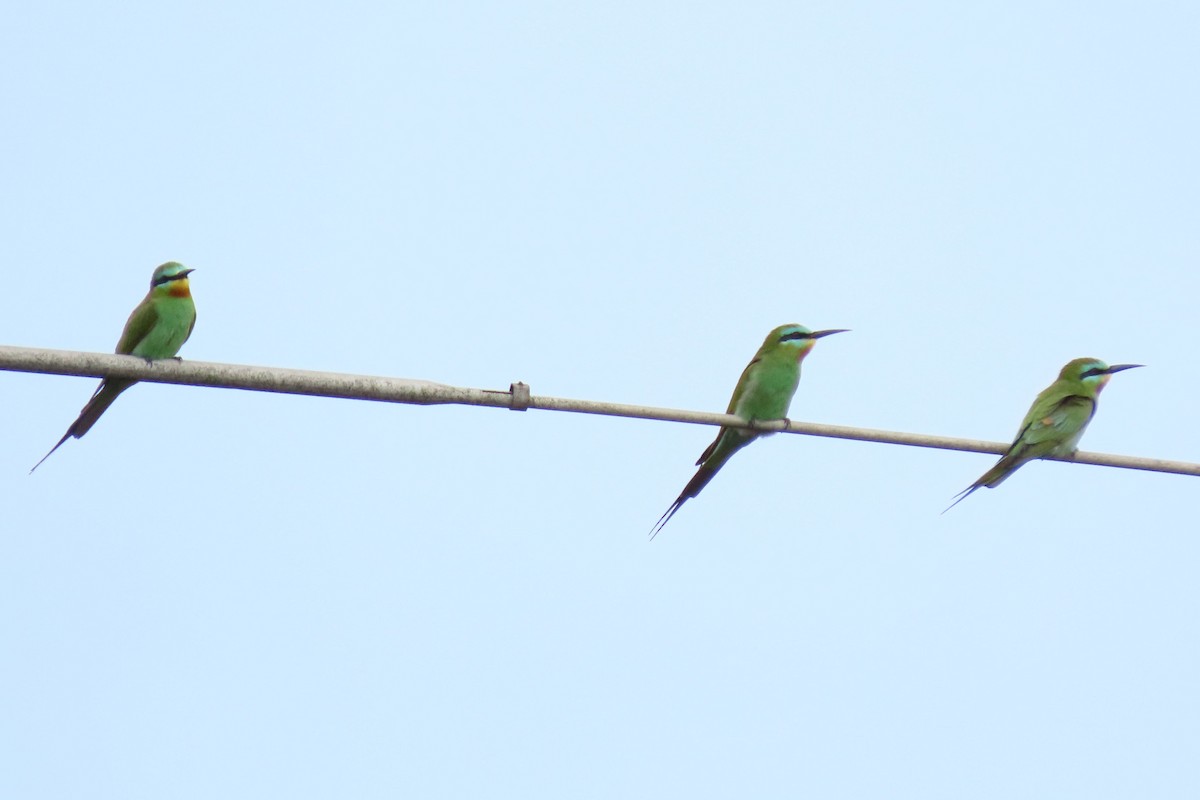 Blue-cheeked Bee-eater - ML620493736