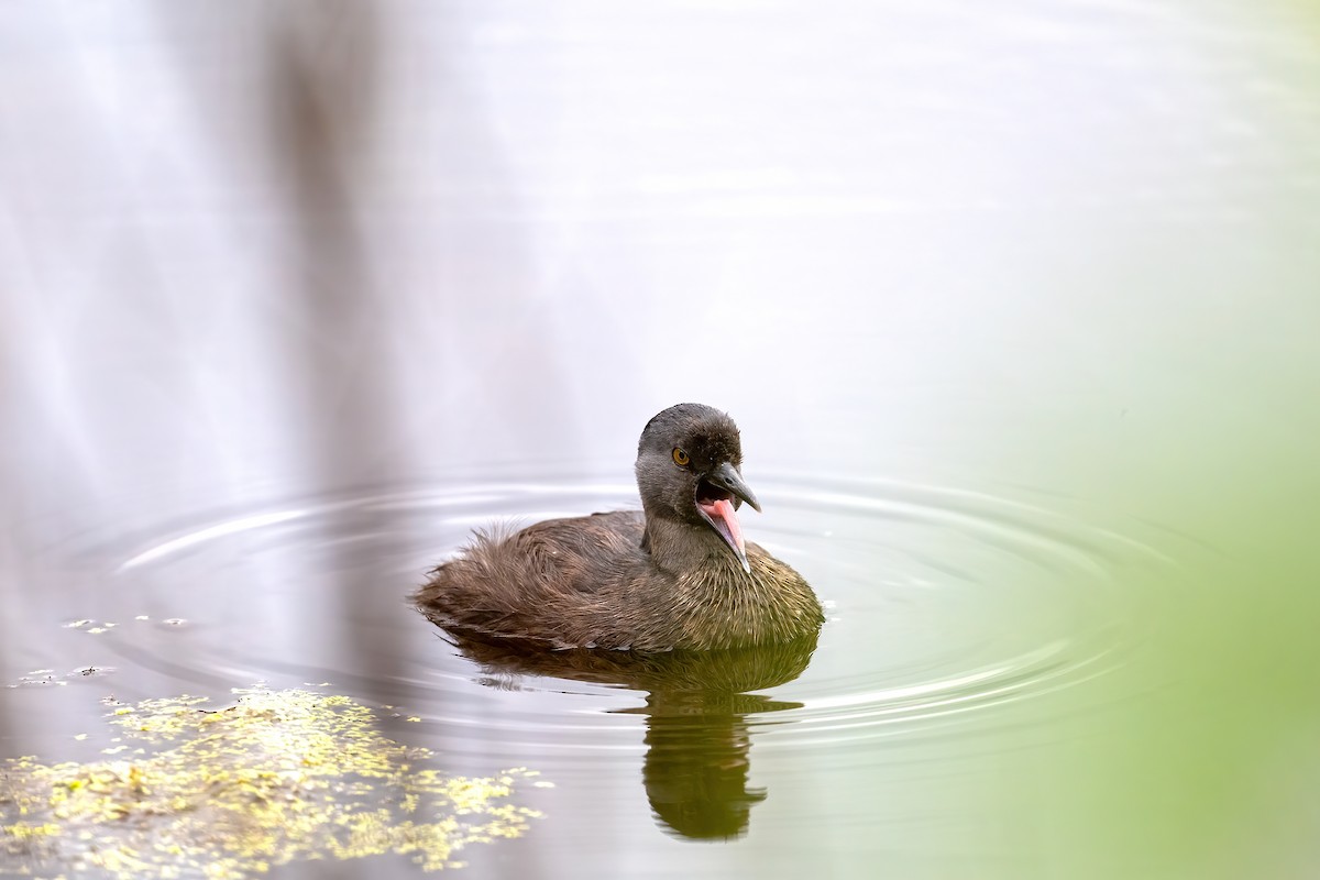 Least Grebe - ML620493739