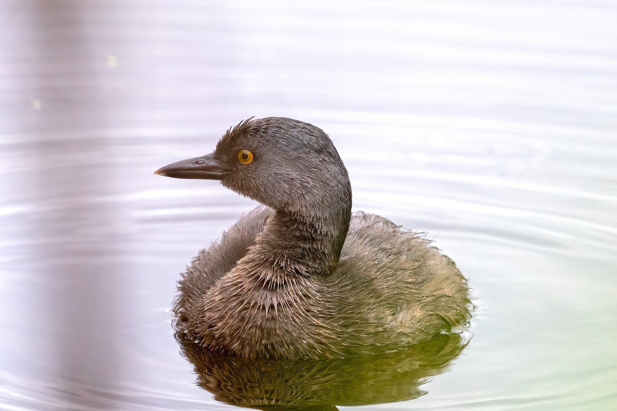 Least Grebe - ML620493740