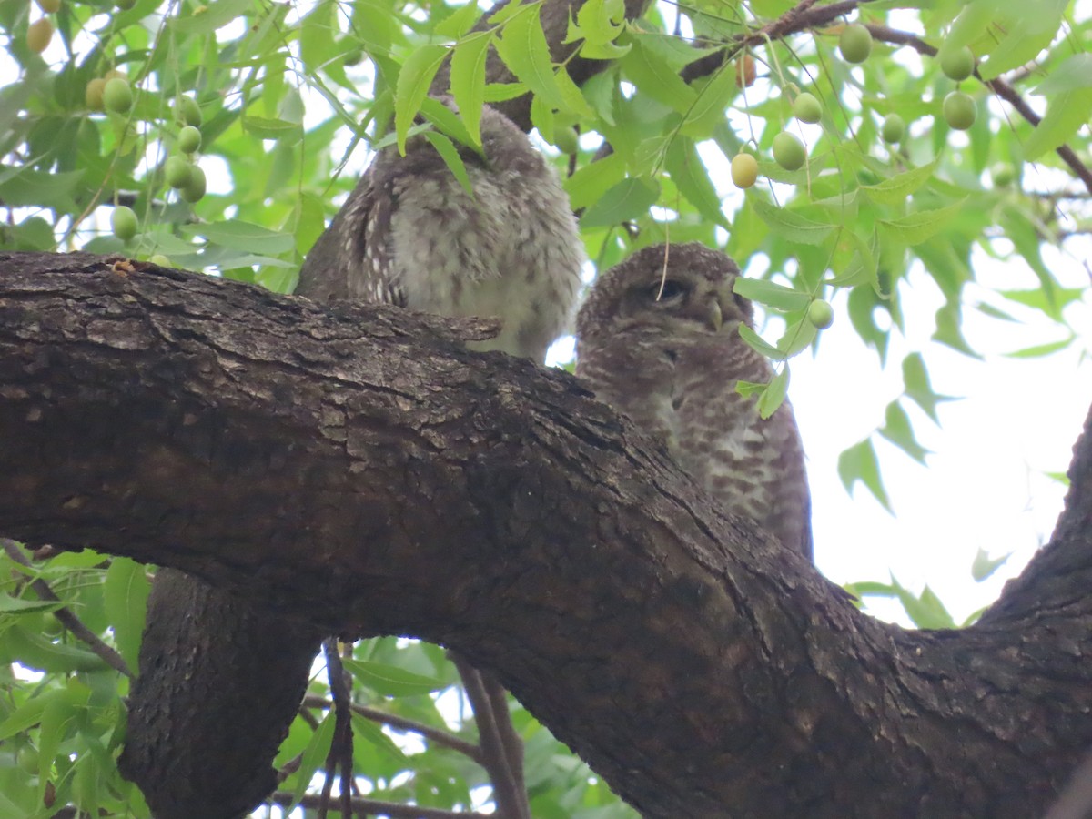 Spotted Owlet - Shilpa Gadgil