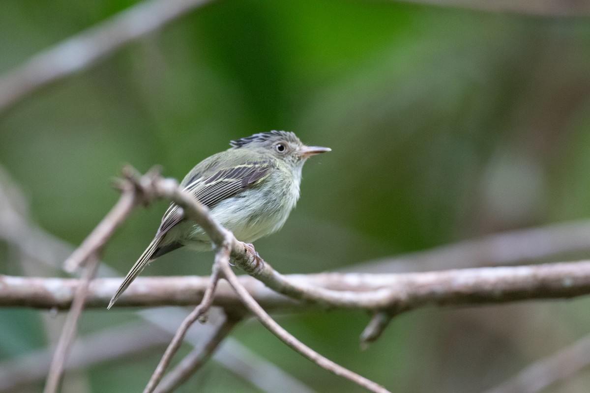Double-banded Pygmy-Tyrant - Andre Moncrieff