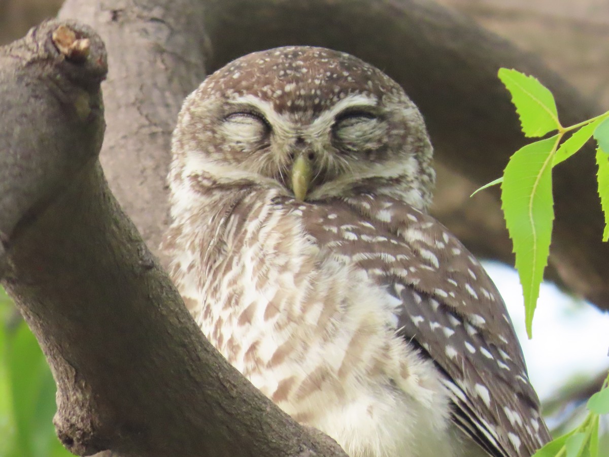 Spotted Owlet - ML620493747