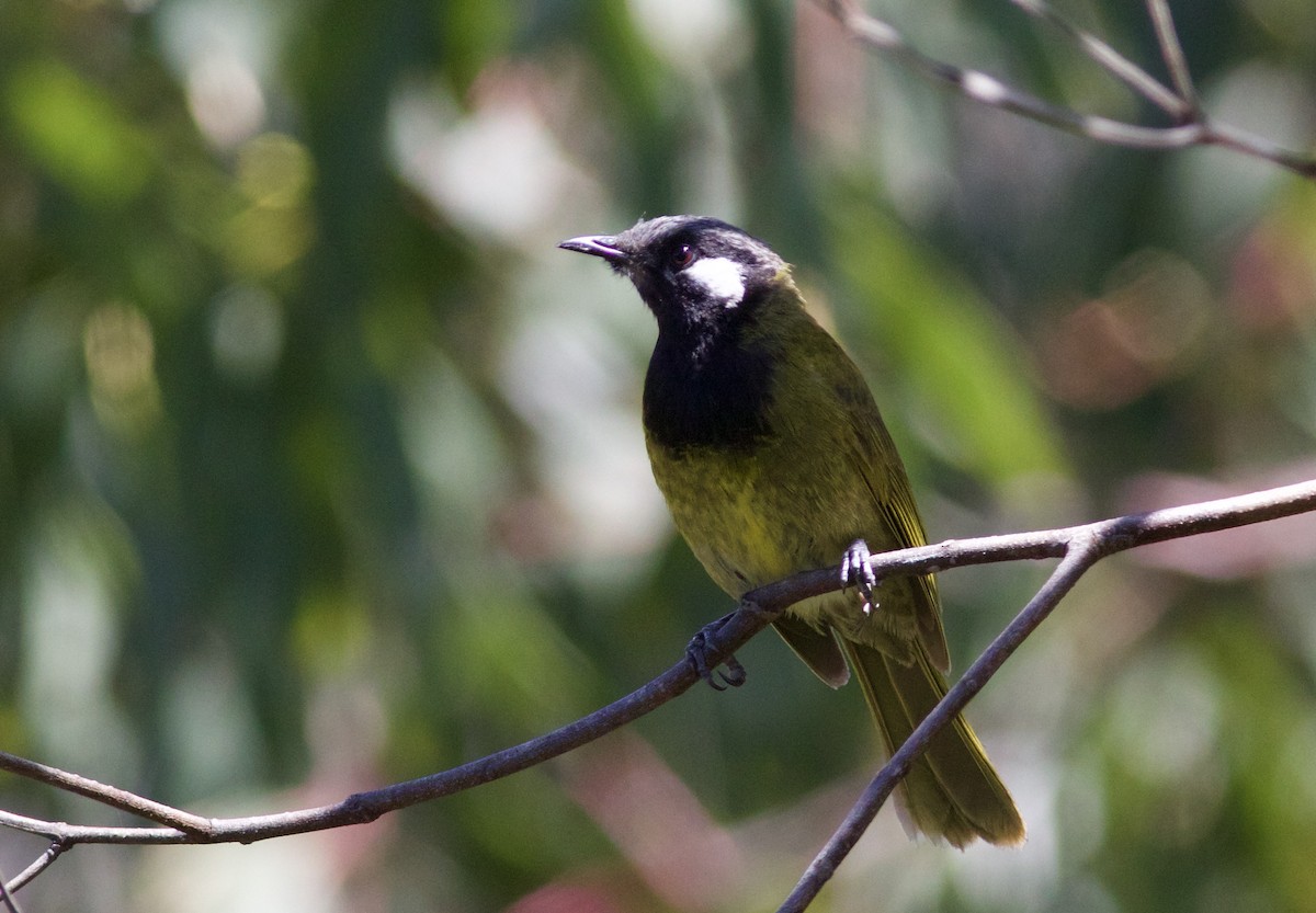 White-eared Honeyeater - ML620493762