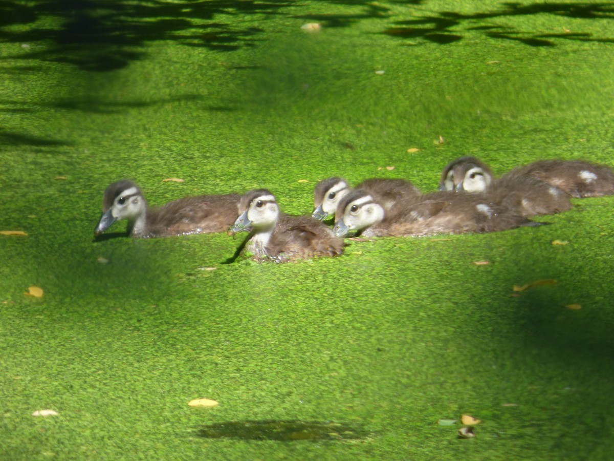 Wood Duck - ML620493766