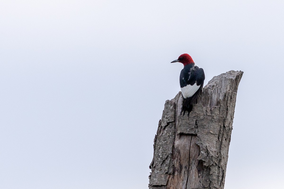 Red-headed Woodpecker - ML620493768