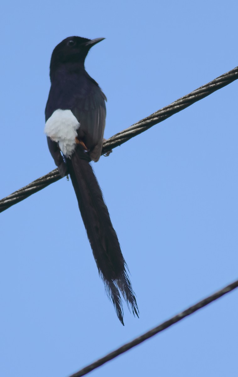 White-rumped Shama - Savio Fonseca (www.avocet-peregrine.com)