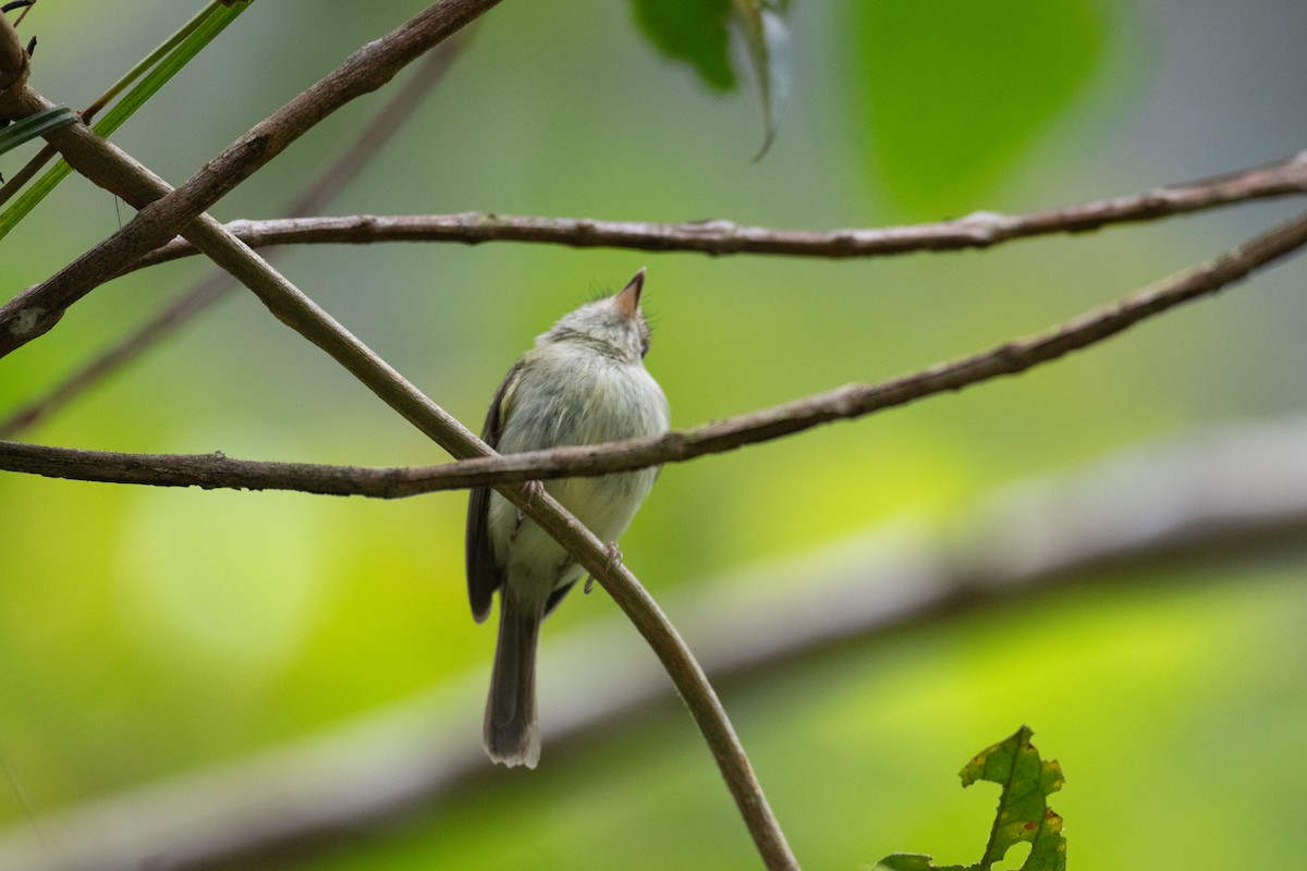 Double-banded Pygmy-Tyrant - ML620493799