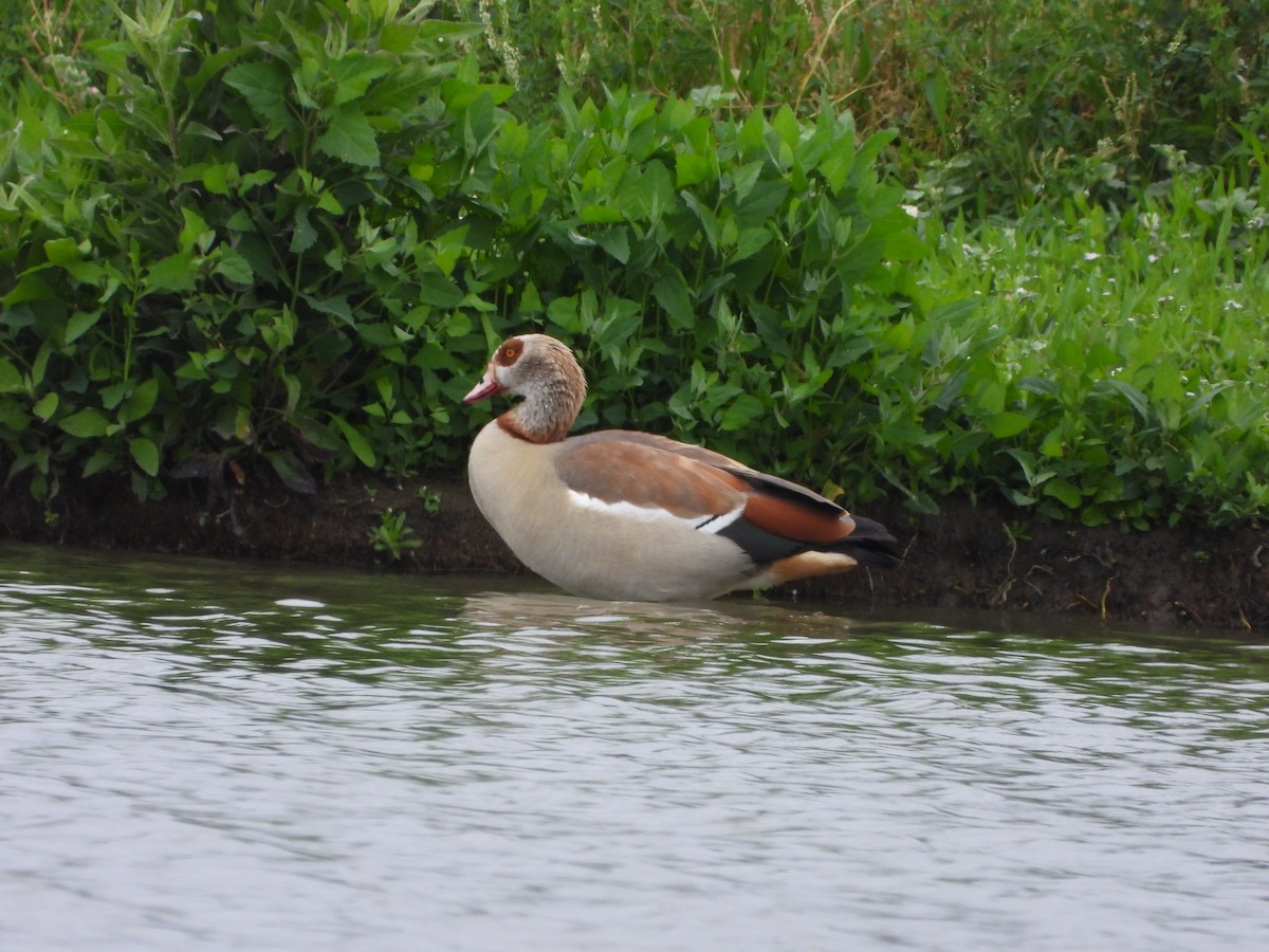 Egyptian Goose - Kerry White