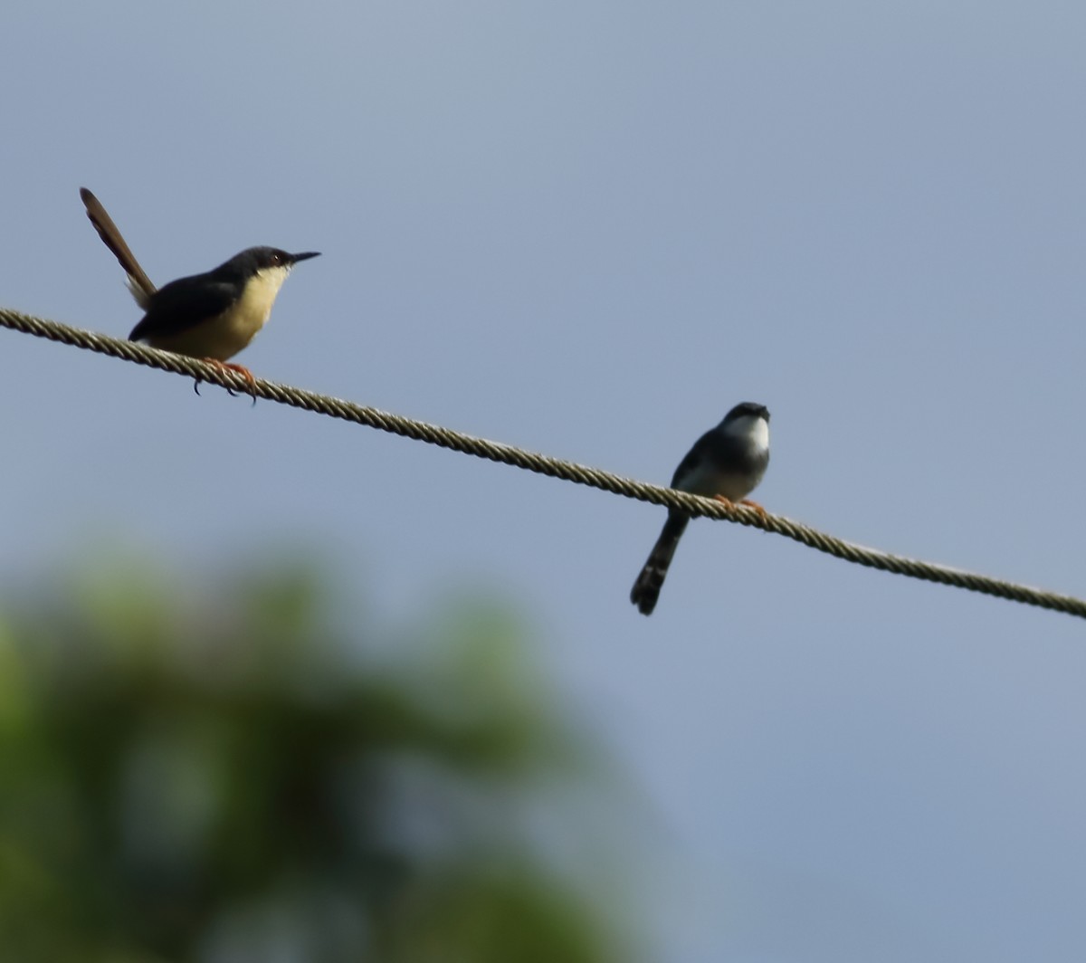 Gray-breasted Prinia - ML620493805