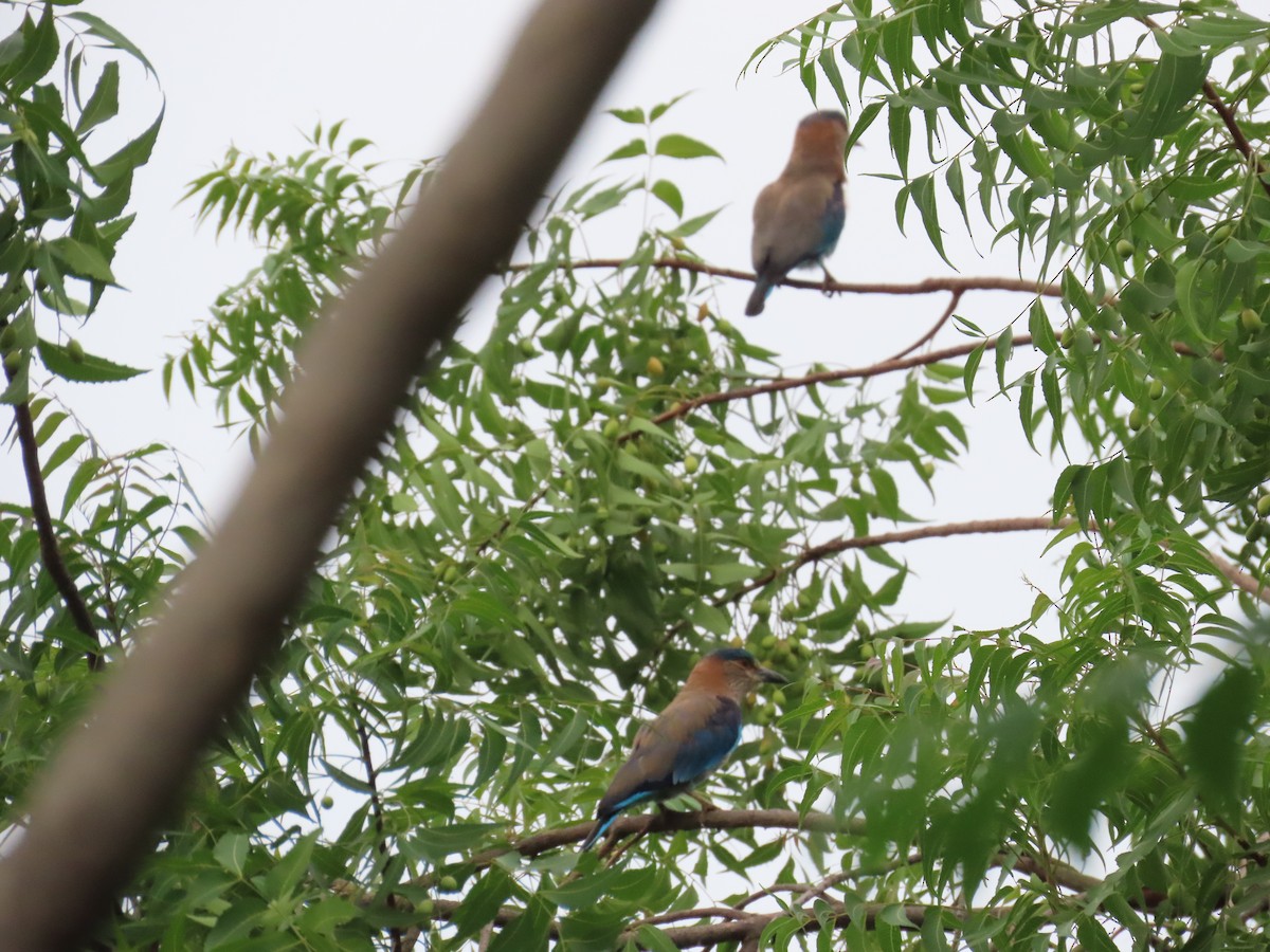 Indian Roller - ML620493807