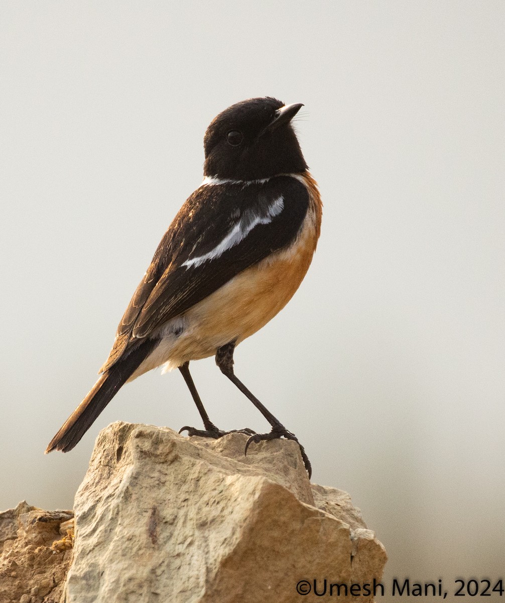 Siberian Stonechat (Siberian) - Umesh Mani