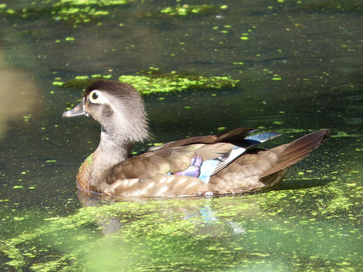 Wood Duck - ML620493811