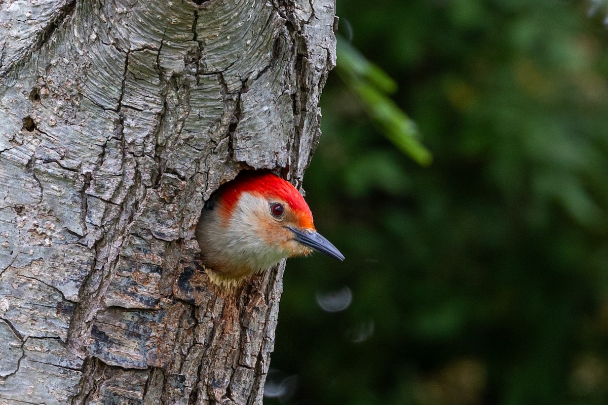 Red-bellied Woodpecker - ML620493813