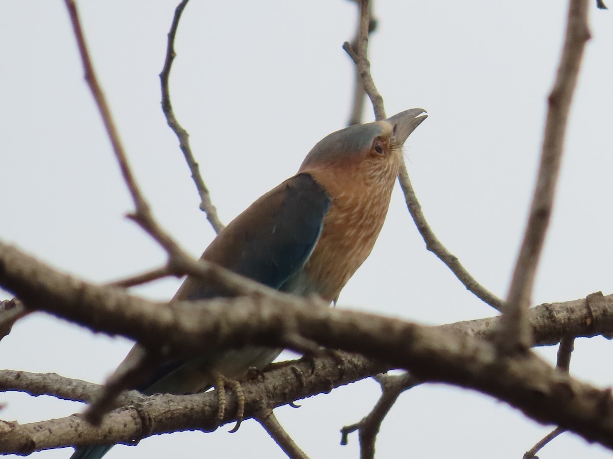 Indian Roller - ML620493814