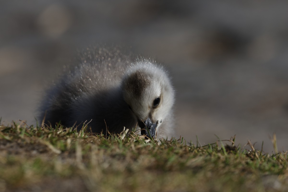 Barnacle Goose - ML620493826