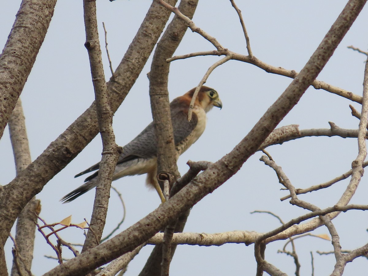 Red-necked Falcon - ML620493831