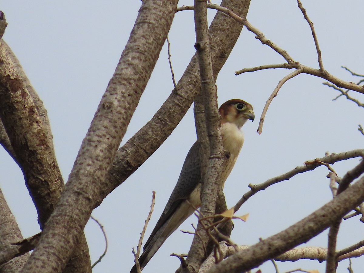 Red-necked Falcon - ML620493832