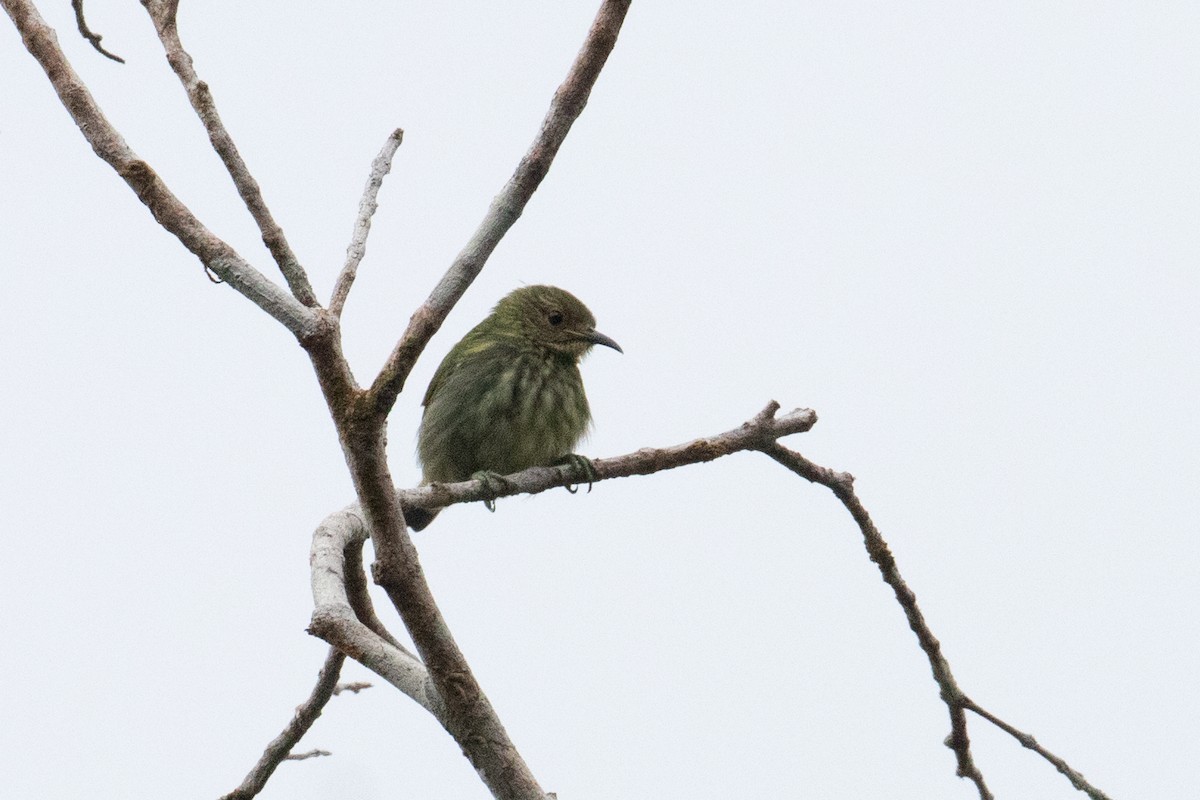 Short-billed Honeycreeper - ML620493834