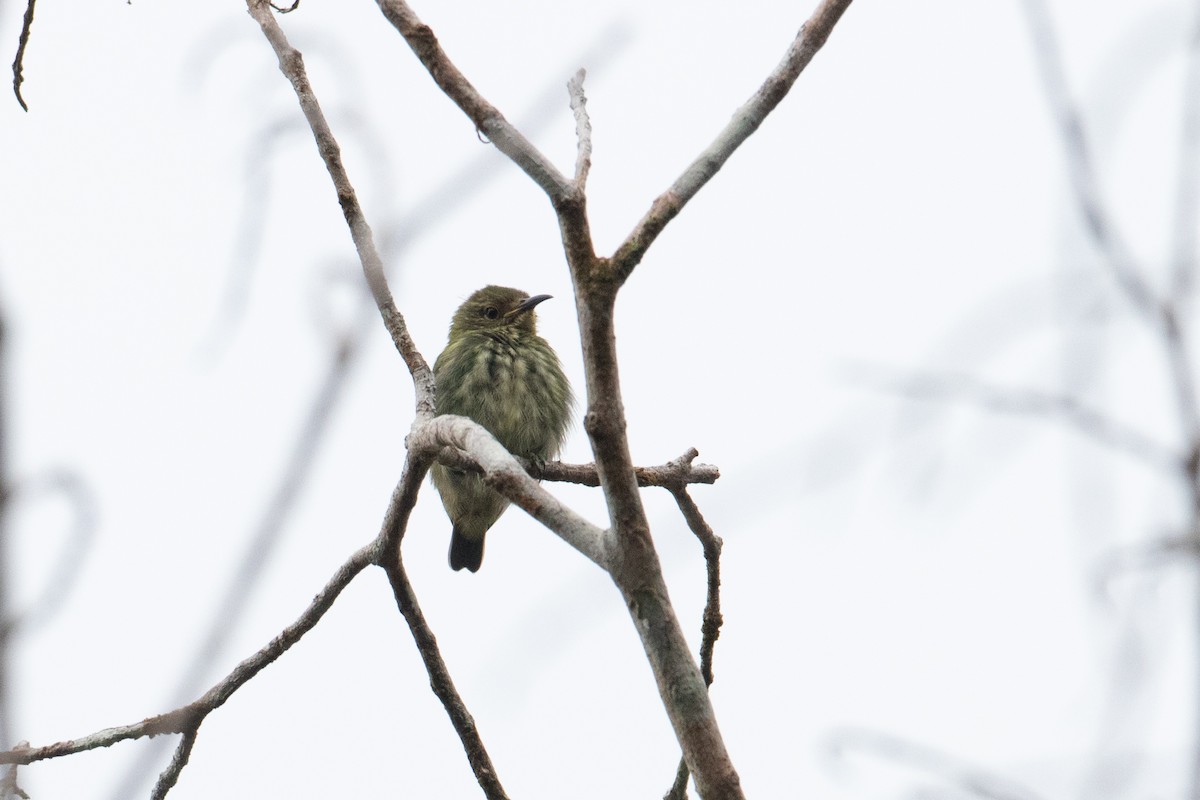 Short-billed Honeycreeper - ML620493835