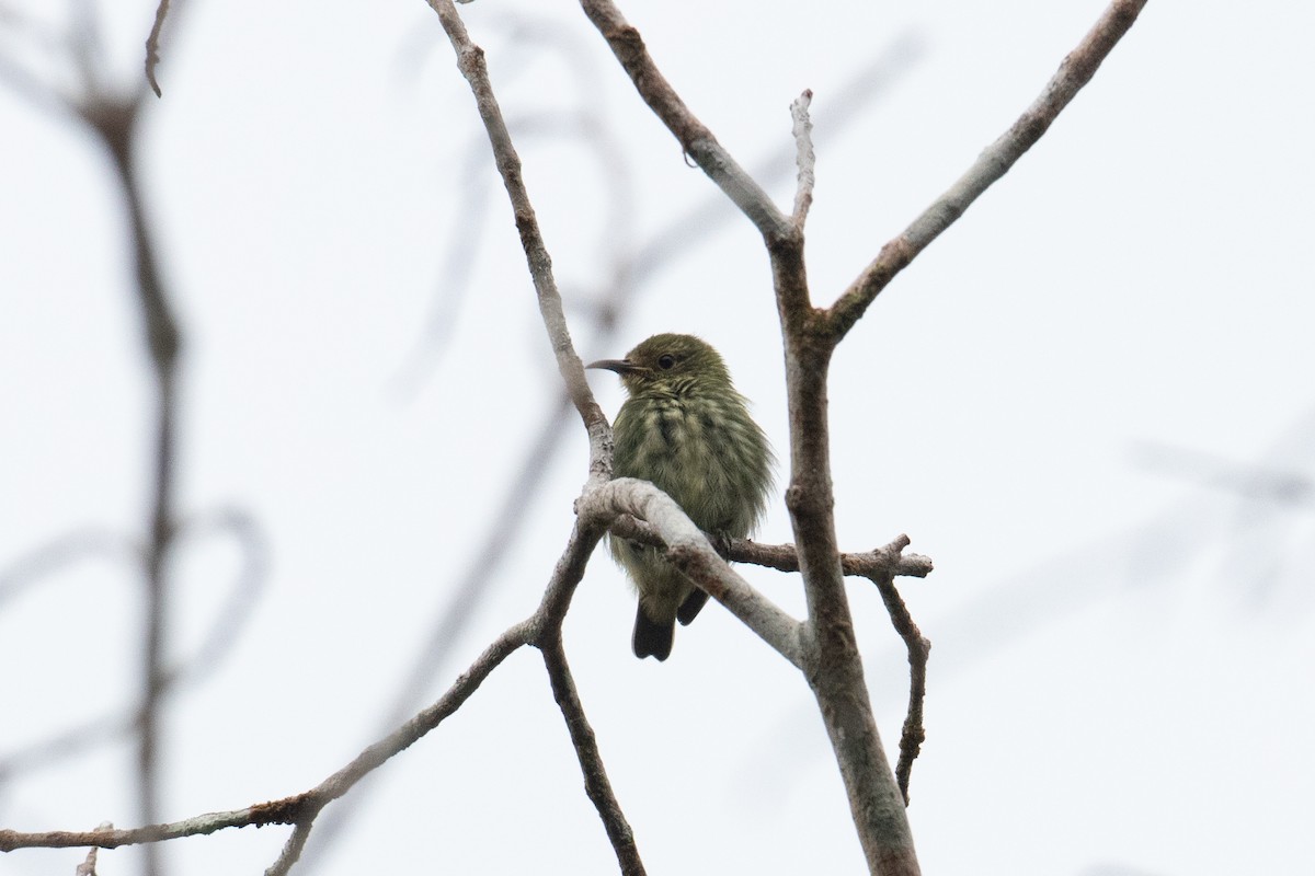 Short-billed Honeycreeper - ML620493837