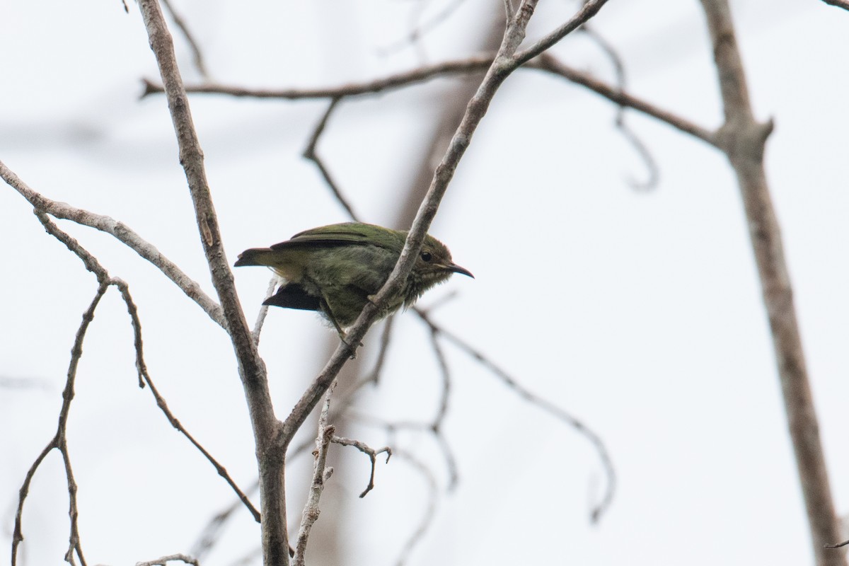 Short-billed Honeycreeper - ML620493840