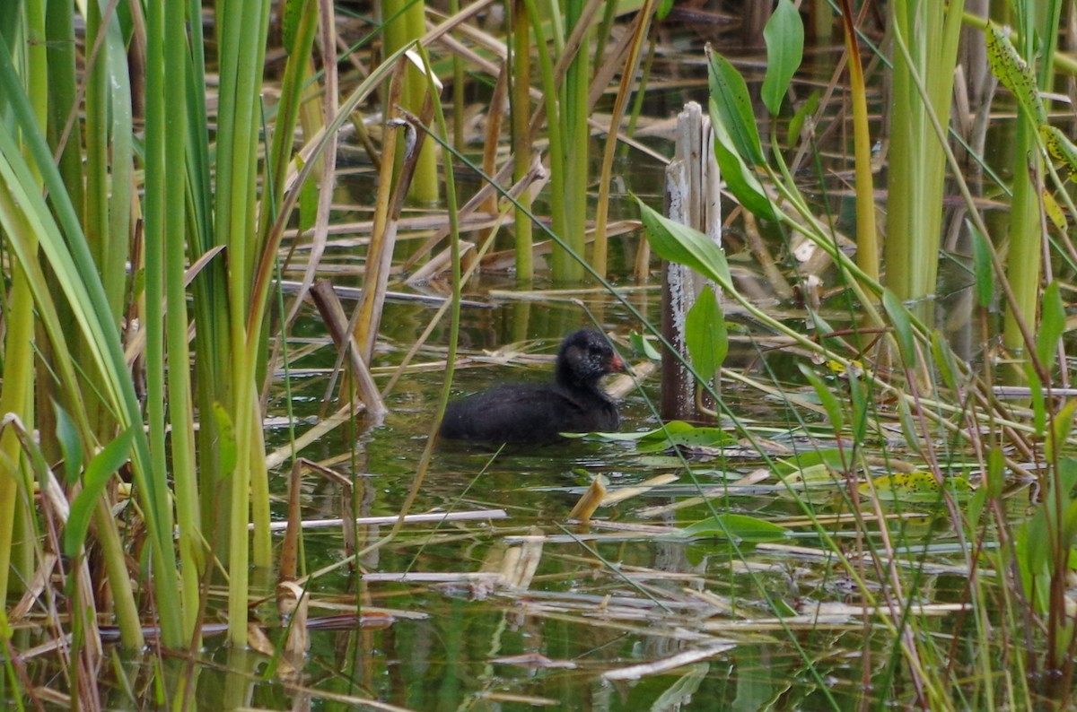 Gallinule poule-d'eau - ML620493843