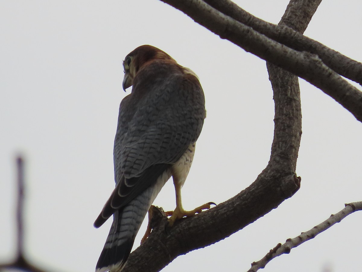 Red-necked Falcon - ML620493844